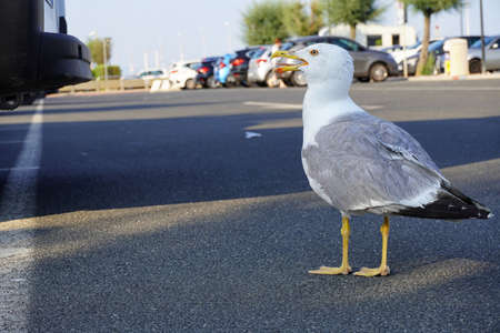 Close-up of a seagull in a parking lotの写真素材