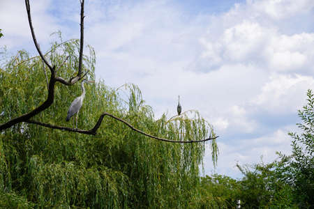 Two grey herons perched on a branch on a cloudy day