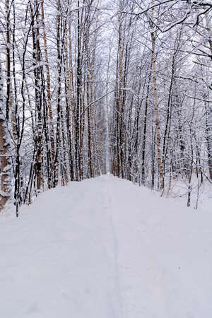 Winter and snowy scene of a straight path that goes into a snow-covered forest, formed by young...
