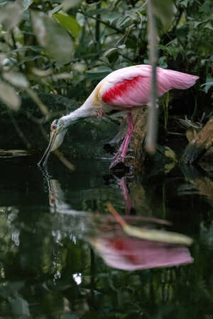 Portrait of a roseate spoonbill, Platalea ajaja, with its typical beak submerged in water as it searches for food in a pond. The body of water reflects the bird. Dark vegetation in the background.の写真素材