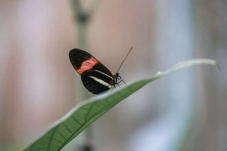 Portrait of a Red Postman butterfly, small postman, or red passion flower butterfly, Heliconius erato, resting on a leaf with its wings closed. The blurred background is greenish.の写真素材