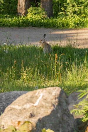Portrait of a wild Brown hare, or European hare, Lepus europaeus, sitting in a grassy field. In the foreground a big rock.の写真素材