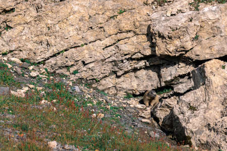 A wild groundhog looking intently at what is happening outside his burrow. In the background is a rock wall and some small herbaceous plants. The photo was taken in the summer in the Swiss Alps.の写真素材