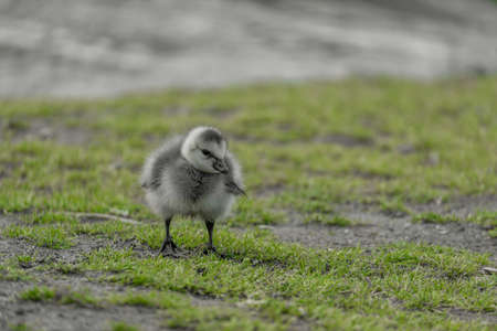 Close-up of a cute wild baby Canada goose, Branta canadensis, in its early days on a grassy surface.の写真素材