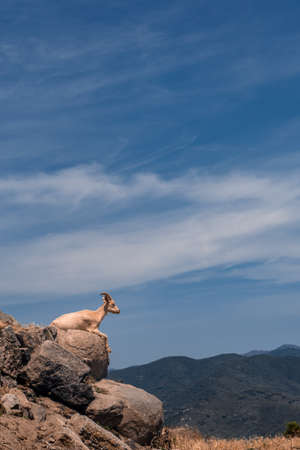 A white goat lying on a rock stares out at the mountain landscape before her.の写真素材