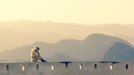 contemplating monkeyの写真素材