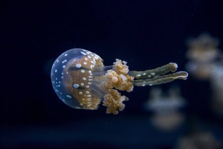 Jellyfishの写真素材