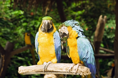 parrots on a branchの写真素材