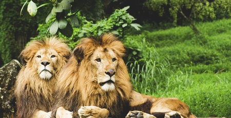 lions resting in the jungle
