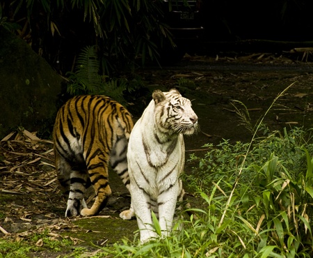 white tigerの写真素材