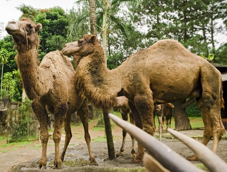 camelsの写真素材