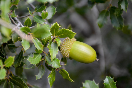 Acorn close upの写真素材