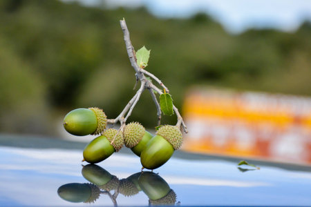 Acorn close upの写真素材