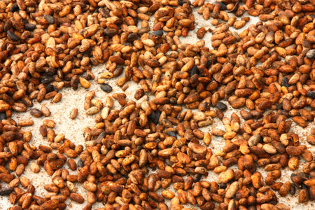 Cocoa beans drying on the floor. Amazonian forest in Ecuador.の写真素材