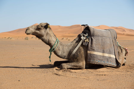 Dromedary resting in the desert.の写真素材