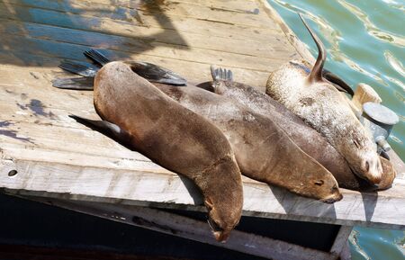 A family of seals lying on the wooden deck next to the ocean on a sunny day in South Africaの写真素材