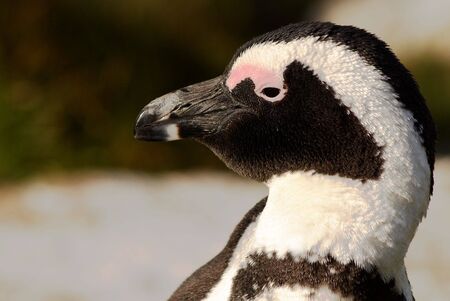 Jackass Penguins (Spheniscus demersus) from the Simons Town Colony, Western Cape in South Africaの写真素材