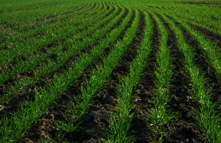 Green grass field shot on a sunny dayの写真素材