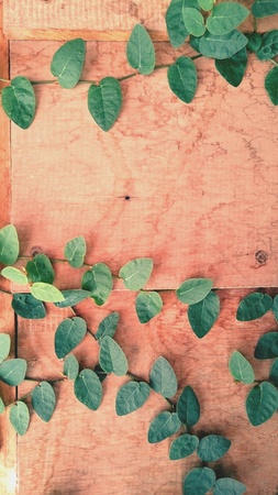 Leaves on the woods wallの素材