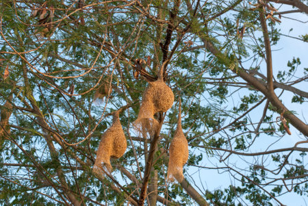 Bird nests hanging from a tree branch.の写真素材