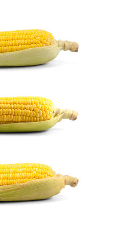 Half a cob of sweet corns collection isolated on white background with clipping path, side view, space for text.の写真素材