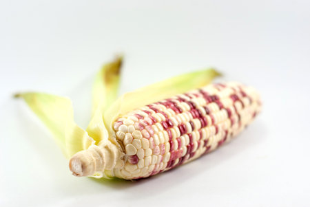 Waxy corn on a white background, selective focus.の写真素材