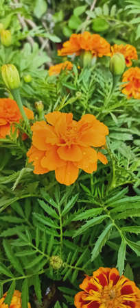 A flower cannot blossom without sunshine and man cannot live without loveの写真素材