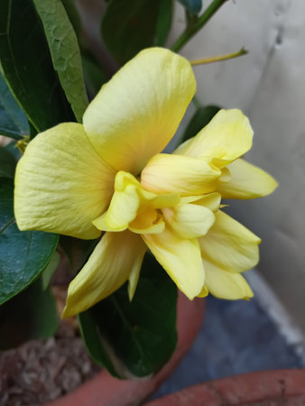 A flower cannot blossom without sunshine and man cannot live without love