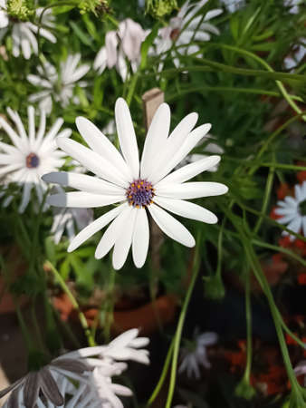 Flowers always make people better happier and more helpful