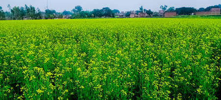 Beautiful nature village picture 
greenery 
flowers blooming 
yellow shelter 
mustard field