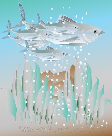 herringのイラスト素材