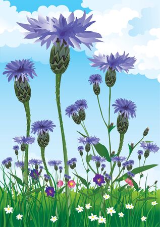 knapweedのイラスト素材