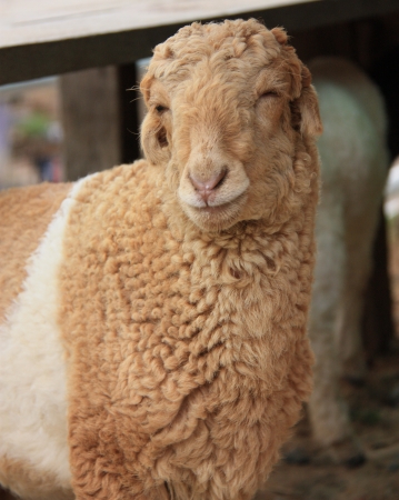 smile sheepの写真素材