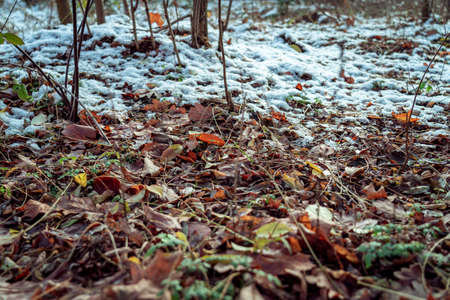 in the forest, winter in the forestの写真素材