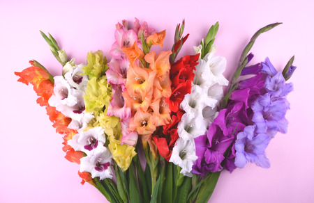 Beautiful gladiolus flowers on trendy pink background. Flat lay style with place for your text.の写真素材