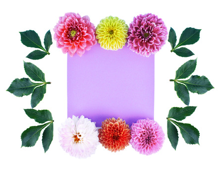 Dahlia flowers and leaves isolated on white background with place for your text. Flat lay style.の写真素材