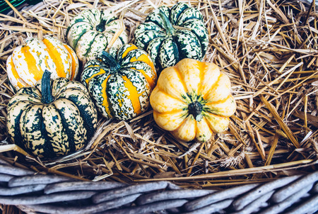 A rustic autumn still life with organic pumpkins in the hay.の写真素材