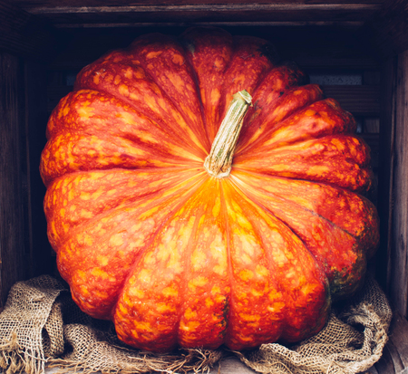 A rustic autumn still life with organic pumpkins in the hay.の写真素材