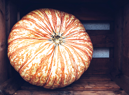 A rustic autumn still life with organic pumpkins in the hay.の写真素材