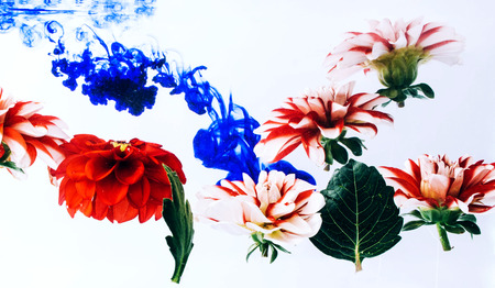 Levitating beautiful flowers under water on bright background. Colorful flower background. Place for your text.の写真素材