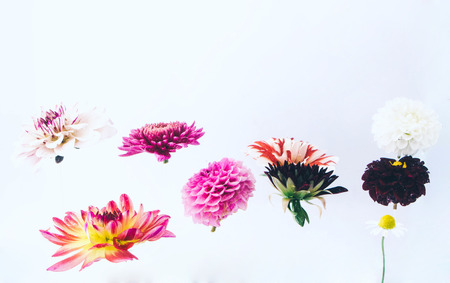 Levitating beautiful flowers under water on bright background. Colorful flower background. Place for your text.の写真素材