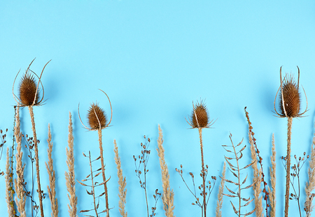 Dried wildflowers on blue background. Flat lay style.の写真素材