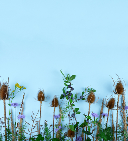 Dried wildflowers on blue background. Flat lay style.の写真素材