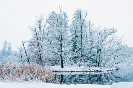 Frozen lake in snowy forest, close up. Black forest, Germany.の写真素材
