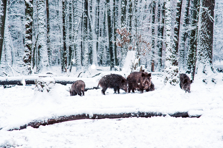 Wild boar in the winter Black Forest, Germany.の写真素材