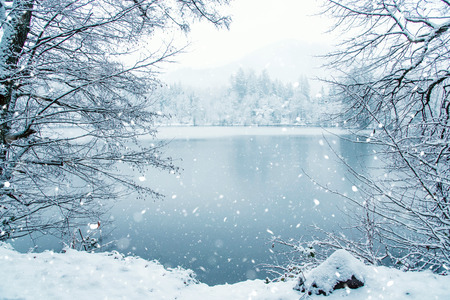 Frozen lake in snowy forest, close up. Black forest, Germany.の写真素材