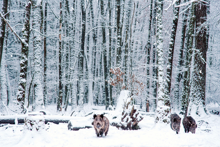 Wild boar in the winter Black Forest, Germany.の写真素材
