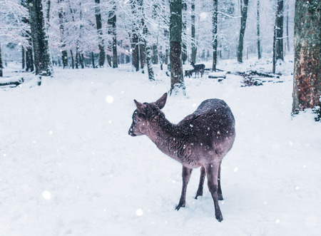 Winter wildlife landscape with young deer in Black Forest, Germany.の写真素材