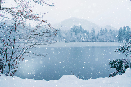 Frozen lake in snowy forest, close up. Black forest, Germany.の写真素材
