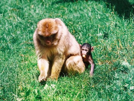 Barbary macaque family in the forest natural park.の写真素材